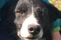 В Великобритании собака преодолела 400 км чтобы вернутся к первым хозяевам