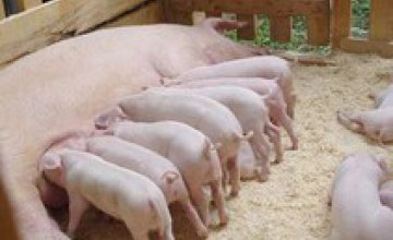 В Днепропетровской области определят стратегические направления развития свиноводства
