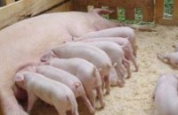 В Днепропетровской области определят стратегические направления развития свиноводства