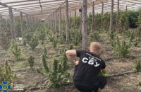 Жители Синельниковского района решили заняться «профессиональным» выращиванием марихуаны