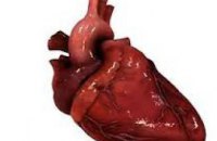 Австралийские врачи научились пересаживать небьющееся сердце