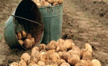 В хозяйствах Днепропетровской области собрали более 207 тыс тонн картофеля
