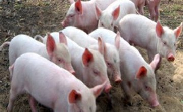 В Сумской области фиксируется вспышка африканской чумы свиней