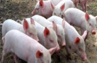 В Сумской области фиксируется вспышка африканской чумы свиней