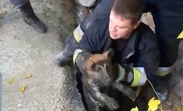 В Днепре 5 спасателей вытащили из коллектора щенка