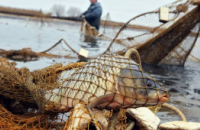 Збитки у 1,5 млн гривень: у Держрибагентстві склали ТОП-5 найбільших порушень минулого тижня