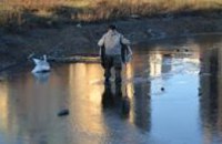 В Одессе спасатели освободили лебедей, оказавшихся в ледяной ловушке (ВИДЕО)