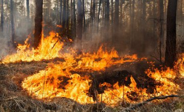 На Днепропетровщине горел лес