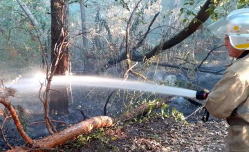 В Днепропетровской области ликвидировали лесной пожар (ВИДЕО)