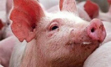 Украина запретила импорт живых свиней из Российской Федерации и Закавказья