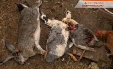 В Днепропетровске фермеры заявляют, что их животных убила «чупакабра»