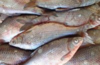 В Киевской области изъяли более 7 тонн соленой рыбы без документов