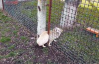 На Днепропетровщине собака застряла в заборе детского сада
