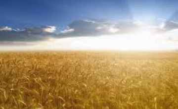 В Днепропетровской области уже посеяно 60% от запланированного количества ранних зерновых