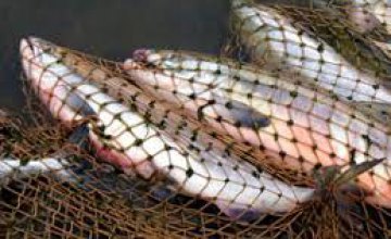 На Днепропетровщине браконьеры незаконно выловили почти 700 кг рыбы