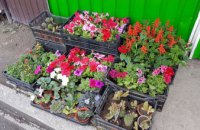 В Днепре второй год подряд проходит конкурс «Городские цветы», инициированный Геннадием Гуфманом