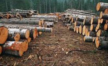 За несанкционированную вырубку елок браконьеры заплатят от 200 грн до 5 тыс. грн