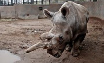 В США усыпили одного из четырех северных белых носорогов в мире