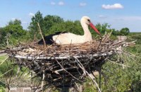 Внесок у сталий розвиток: ДТЕК встановив 773 птахозахисні конструкції у Дніпропетровській області