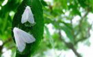 В Крыму обнаружили американскую белую бабочку: насекомое уничтожает фруктовые деревья