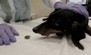 ​В Днепре спасли собаку, которая съела абрикосу с косточкой