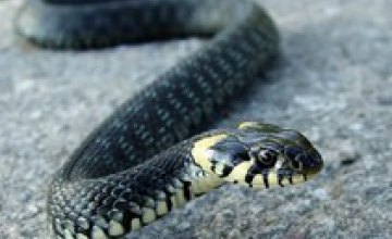 Во Львовской области змея укусила рыбака и его 4-летнего сына