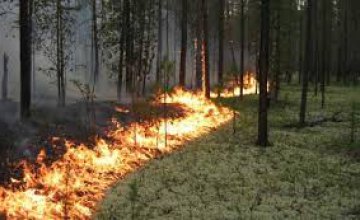 В Днепропетровской области горит лес: площадь пожара достигла 50 га
