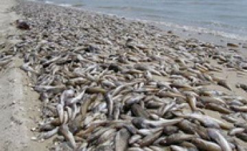 В Полтавской области массово гибнет рыба
