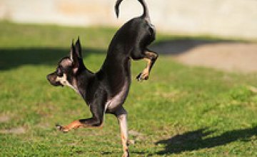 Собака из США установила мировой рекорд по бегу на передних лапах