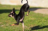 Собака из США установила мировой рекорд по бегу на передних лапах