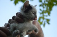 Спасатели Днепра достали котенка с крыши Дворца студентов (ФОТО)