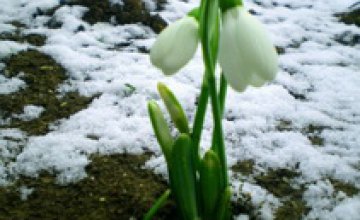Весна придет в Украину уже в конце февраля, - синоптики