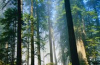 Кабмин запретил вырубку больных и сухих деревьев в лесах