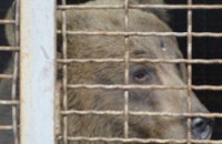 Защитники животных освободили медведицу Машу из охотничьего хозяйства в Павлограде и увезли в житомирский заповедник (ВИДЕО)