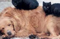 Приют для животных «Друг» просит днепропетровчан помочь подготовиться к зиме