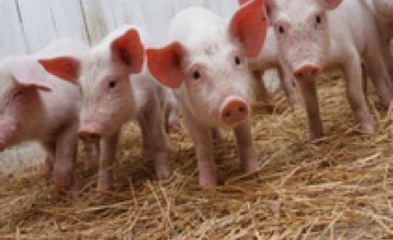 На Днепропетровщине африканская чума свиней не выявлена