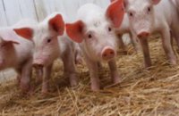 На Днепропетровщине африканская чума свиней не выявлена