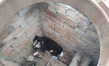 ​В Днепропетровской области собака провалилась в люк