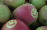 В Виннице агрономы стали выращивать яблоки со смайликами (ВИДЕО)
