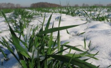 В Украине под ледяной коркой находится 6,7% посевов озимых зерновых