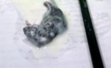 В Луганской области пенсионерка купила кефир с мертвым мышонком (ФОТО)