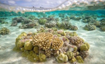 Потепление мирового океана грозит вспышками тропических болезней, - ученые