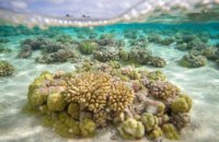 Потепление мирового океана грозит вспышками тропических болезней, - ученые